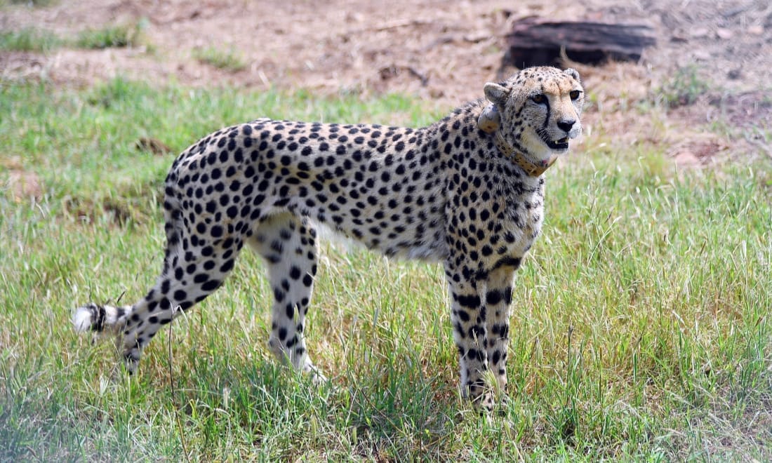 MP Forest Officer transferred as 8 South African cheetahs died at Kuno ...